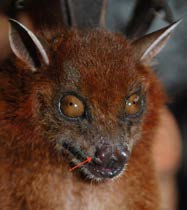 Teknik Survei dan Identifikasi Jenis-jenis Kelelawar Agroforest Sumatra Cynopterus sphinx (Vahl, 1797) Codot Barong Status : LC Greater Shortnosed Fruit Bat Intensitas Pertemuan : Habitat Potensial