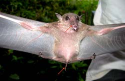 Eonycteris spelaea Dobson, 1873 Lalai Kembang Status : LC Dawn Bat Intensitas Pertemuan : Habitat Potensial Pteropodidae Eonycteris spelaea Dobson, 1873 merupakan jenis pemakan nektar dan penyerbuk