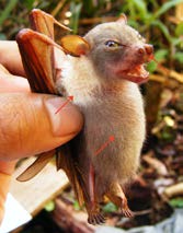 Teknik Survei dan Identifikasi Jenis-jenis Kelelawar Agroforest Sumatra Megaerops wetmorei Taylor, 1934 Tungkol Kalimantan Status : Vu A4C White-collored Fruit Bat Intensitas Pertemuan : Habitat