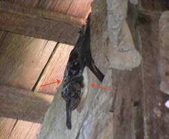 Taphozous melanopogon Temminck, 1841 Kubar janggut hitam Status : LC Black-bearded Tomb Bat Intensitas Pertemuan : Habitat Potensial Emballonuridae Taphozous melanopogon Temminck, 1841, merupakan