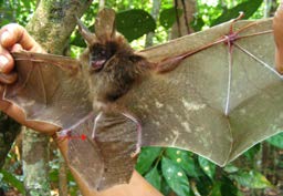 Teknik Survei dan Identifikasi Jenis-jenis Kelelawar Agroforest Sumatra 5.3. Suku Nycteridae Nycteridae Gambar 12.
