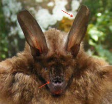 Nycteris tragata (Anderson, 1912) Pedan Sunda Status : LC Malayan Slit-faced Bat Intensitas Pertemuan : Habitat Potensial Nycteridae Ciri-ciri khusus: tubuh bagian atas berwarna coklat muda hingga