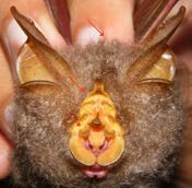 Rhinolophus trifoliatus Temminck, 1834 Prok-bruk wajah kuning Status : NT Trefoil Horseshoe Bat Intensitas Pertemuan : Habitat Potensial Rhinolophus trifoliatus Temminck, 1834 merupakan jenis dari
