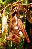 Teknik Survei dan Identifikasi Jenis-jenis Kelelawar Agroforest Sumatra Hipposideros diadema Geoffroy, 1813 Barong Besar Status : LC Diadem Leaf-nosed Bat Intensitas Pertemuan : Habitat Potensial
