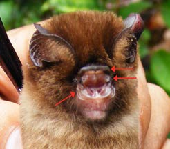 Teknik Survei dan Identifikasi Jenis-jenis Kelelawar Agroforest Sumatra Hipposideros galeritus Cantor, 1846 Barong Cantor Status : LC Cantor s Leaf-nosed Bat Intensitas Pertemuan : Habitat Potensial