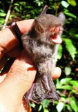 Teknik Survei dan Identifikasi Jenis-jenis Kelelawar Agroforest Sumatra Marga Kerivoula Gray, 1842 Di Indonesia terdapat 10 jenis dari Marga ini dan terdistribusi sangat luas mulai dari India ke