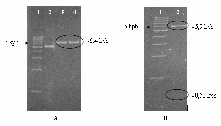 31 atas, dapat disimpulkan bahwa transforman PI 2 membawa plasmid rekombinan yang diinginkan. Gambar V.10 Hasil pemotongan pet32b IFNα2b G del PI 2.