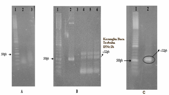 22 dengan kolom GFX. Hasil pemurnian dapat dilihat pada Gambar V.1 (C). Gambar V.1 Produk TBIO (A), produk PCR (B) dan hasil pemurnian kerangka baca terbuka gen IFNα2b (C).