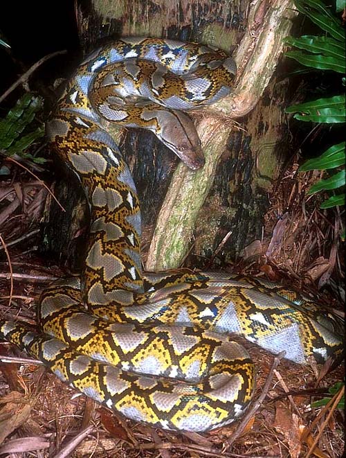 Cara ular biak sanca berkembang dengan Pengertian Ovovivipar