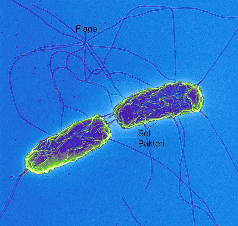 BAB II TINJAUAN PUSTAKA A. Ciri-ciri Salmonella sp. Gambar 1. Mikroskopis kuman Salmonella www.mikrobiologi Lab.com) sp. (http//. Salmonella sp. adalah bakteri batang lurus, gram negatif, tidak berspora, bergerak dengan flagel peritrik, berukuran 2-4 µm x 0.