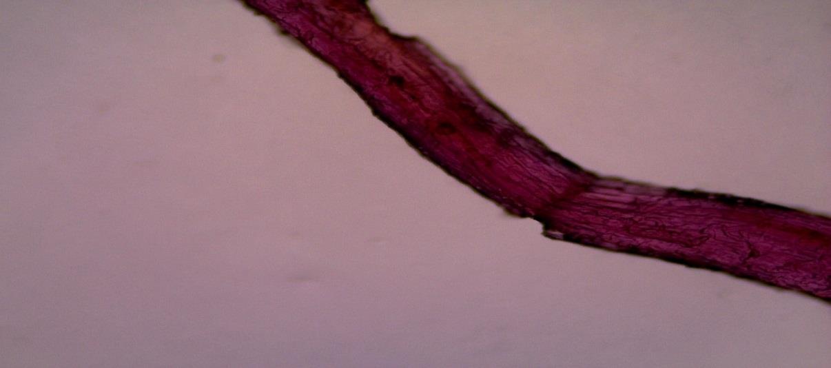 38 E. Identifikasi Cendawan Mikoriza Arbuskular (CMA) Identifikasi mikoriza bertujuan untuk mengidentifikasi organel-organel mikoriza seperti arbuskul, vesikel, hifa internal dan eksternal yang