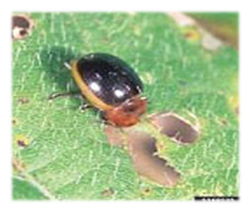 Kumbang daun (Phaedonia inclusa) Kumbang dewasa berbentuk kubah dengan ukuran jantan 4-5 mm dan betina 5-6 mm.