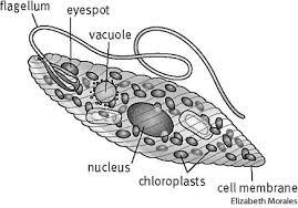 Euglena viridis merupakan salah satu anggota protozoa yang bergerak menggunakan