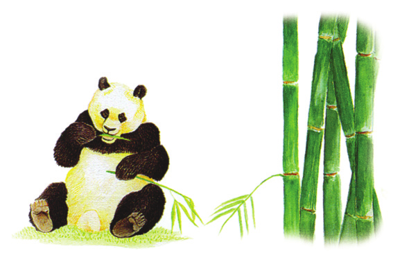 Tahukah Kamu? Hewan Panda Panda terancam punah karena makanannya yang sangat khusus. Makanan panda adalah pucuk bambu. Jika bambu habis, panda pun akan mati.