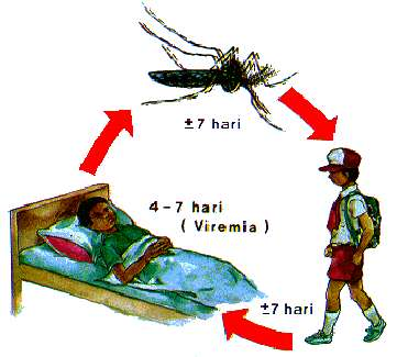 Cara penularan DBD Penularan DBD terjadi melalui gigitan nyamuk Aedes aegypti betina yang telah membawa