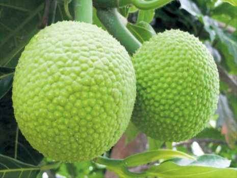 11 2.1.2 Buah Sukun Gambar 2.2 Buah Sukun Buah sukun (Bread Fruit) merupakan salah satu buah yang tumbuh dari tanaman sukun yang tumbuh di Indonesia yang beriklim tropis.