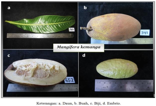 Fitmawati: Eksplorasi dan Karakterisasi Keanekaragaman Plasma Nutfah Mangga (Mangifera) di Sumatera Tengah Kunci Determinasi Jenis Mangga 1.a Pembungaan glomerulate, memiliki rambut 2.