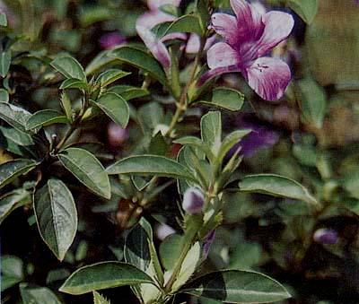 Daun Madu (Barleria cristata L.) Familia : Acanthaceae Tumbuhan asli India ini umumnya ditanam sebagai tanaman pagar. Semak, tinggi 1-3 m, bercabang banyak.