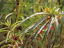Genje (Clerodendron indicum [L.] O. Ktje.) Sinonim : C. fortunatum L., C. siphonanthus R. Br., C. lividum Lindl. Familia : Verbenaceae Genje tumbuh liar di hutan dan ladang.