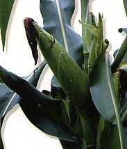 Jagung (Zea mays L.) Familia : Poaceae (Gramineae). Tanaman berumpun, tegak, tinggi lebih kurang 1,5 meter. Batang bulat, masif, tidak bercabang, warna kuning atau jingga.