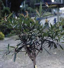 Anyang Anyang (Elaeocarpus grandiflorus J.Sm,) Sinonim: Rejasa. Familia: Elaeocarpaceae. Pohon dengan bentuk etage; tinggi 6-26 m.