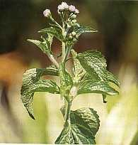 Bandotan (Ageratum conyzoides L.) Sinonim: A. ciliare Lour. (non Linn), A. cordifolium Roxb. Familia: compositae (asteraceae).