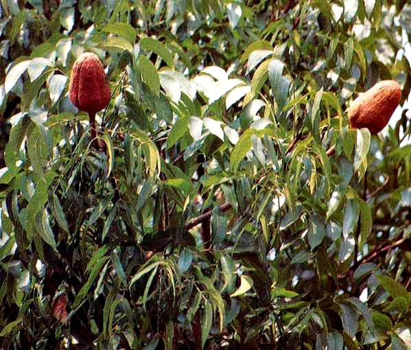 Mahoni (Swietenia mahagoni Jacq.) Sinonim : S. macrophylla, King. = S. mahagoni, (Bl.), Jacq.