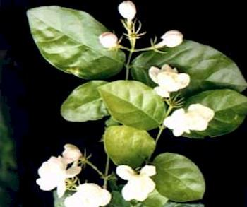 Melati (Jasminum sambac, Ait.) Familia : Oleranceae Melati (jasminum sambac) termasuk tanaman yang mempunyai banyak manfaat.