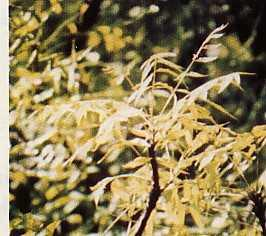 Mimba (Azadirachta indica A. Juss.) Familia : Meliaceae Pohon, tinggi 8-15 m, bunga banci. Batang simpodial, kulit batang mengandung gum, pahit. Daun menyirip gasal berpasangan.