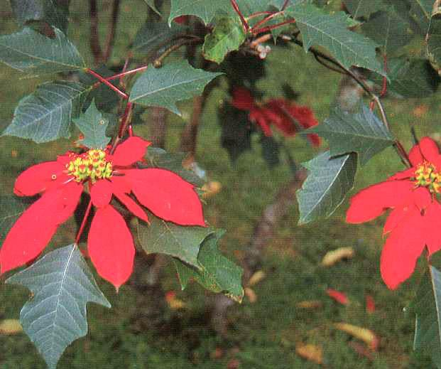 Pohon Merah (Euphorbia puicherrima Willd. Et Klotzsch) Sinonim : Poinsettia pulcherrima, R. Grah. Familia : Euphorbiaceae Tanaman hias yang asalnya dari Mexico ini dapat ditemukan dari 1-1.