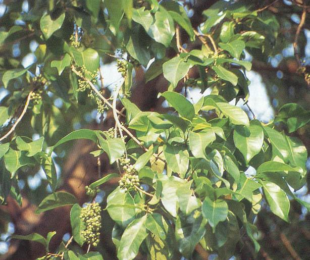Salam (Syzygium polyanthum (Wight.) Walp.) Sinonim : Eugenia polyantha, Wight. = E. lucidula, Miq.