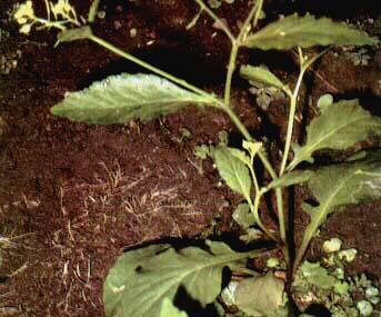 Sawi Tanah (Nasturtium montanum Wall.) Sinonim : Rorippa indicum, (Linn.), Hieron. = R. montana, (Wall.), small. = Sinapis pusilla, Roxb.