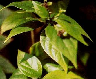 Srigading (Nyctanthes arbor-tristis L.) Sinonim : N. arbodica-charantia L., = N. dentata, Bl. Familia : Oleaccae Srigading tumbuhan asli India, tersebar luas di seluruh dunia yang beriklim panas.