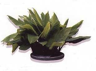 Temu Kunci (Boesenbergia pandurata (Roxb.) Schlechter.) Perawakan:herba rendah, merayap di dalam tanah, satu tahun 0,3-0,9 cm.
