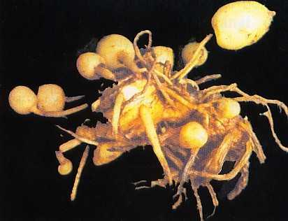di bawah naungan. Produksi terpenoid pada kultur organ Curcuma zeodaria relatif lebih banyak bila dibandingkan kultur kalus.