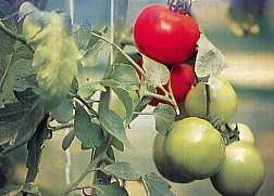 Tomat (Gycopersicum esculentum Mill.) Sinonim : Solanum lycopersicum L.