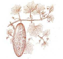 Bligu (Benincasa hispida (Thunb,) Cogn.) Sinonim: Benincasa cerifera Savi. Cucurbita hispida Thunb. Lagenaria dasystemon Miq Familia: Cucurbitaceae. Tanaman menjalar.