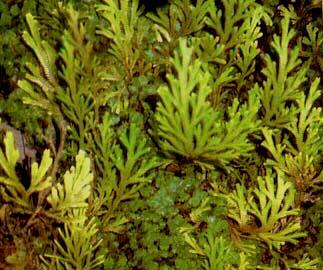 Cakar Ayam (Selaginella doederleinii Hieron.) Familia : Selaginellaceae Termasuk divisi Pteridophyta, tumbuhan paku-pakuan ini tumbuh pada tebing, jurang, dan tempat-tempat teduh yang berhawa dingin.