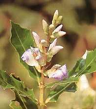Daruju (Acanthus ilicifolius L.) Sinonim : A. doloariu Blanco., A. ebracteatus Val., A. volubilis Wall., Dilivaria ilicifolia Nees. (Juss. ). Familia : acanthaceae.
