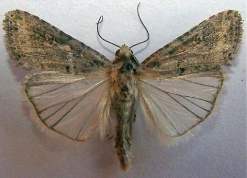 Imago Gambar 3 : pupa Spodoptera litura Sumber : http://www.pupa gambar pupa Spodoptera litura.ac.
