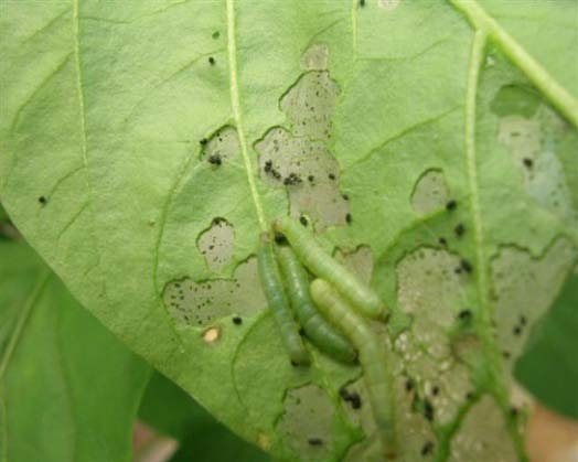 Gejala serangan Kebanyakan larvae kupu-kupu dan ngengat makan tumbuh-tumbuhan tetapi jenis yang berbeda makan dengan cara-cara yang berbeda.