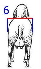 6 7 3. Lingkar Dada (LD), diukur dengan menggunakan pita ukur. Pengukuran dilakukan pada daerah dada tepat di belakang kaki depan. 4.