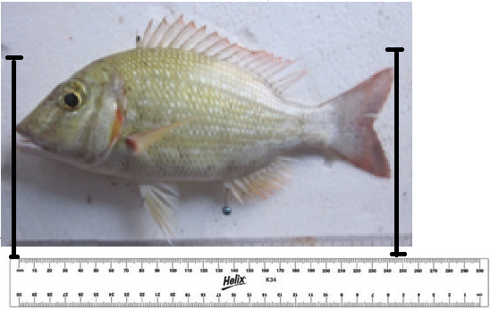 16 3.3.1. Penanganan panjang dan berat ikan Data biologi ikan contoh hasil tangkapan nelayan berupa data panjang dan berat ikan yang diukur di lapangan.