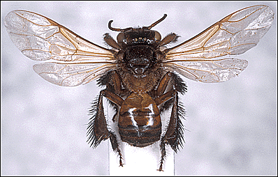 Lebah trigona merupakan lebah yang unik, karena lebah ini tidak memiliki organ untuk menyengat (Gambar 1), seperti pada lebah madu dan tawon, berukuran kecil (± 4mm), dan hidup berkoloni.