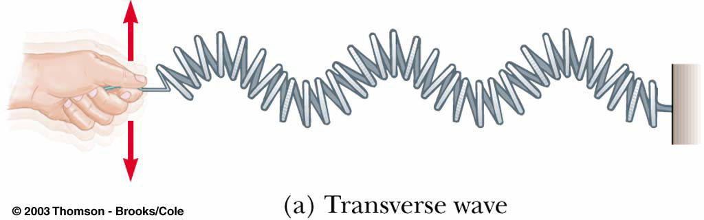 Jenis-jenis Gelombang -- Transversal Dalam gelombang tranversal,