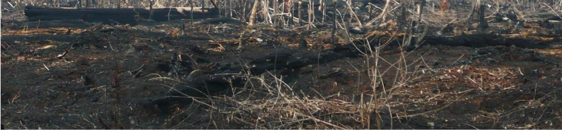 konsesi ini juga diamuk api kebakaran. Foto diambil oleh Eyes on the Forest pada N1 49'56.56" E101 6'