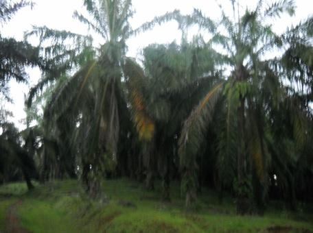 Tanaman kelapa sawit usia 1 tahun (tanaman muda) Tanaman kelapa sawit usia 3 tahun (tanaman taruna) Tanaman kelapa sawit usia14 tahun