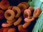 3. Darah Komponen darah manusia terdiri dari sel darah merah (eritrosit), sel darah putih (leukosit), keping-keping darah (trombosit), dan plasma darah. a.