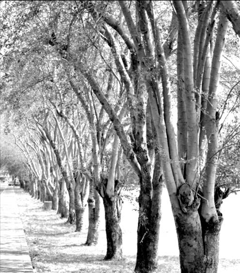 STRUKTUR - Pohon Asem Londo memiliki ciri khas batang pohon yang pendek, ranting pohon yang dan kecil, serta daun yang lebat.