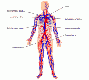 2. Pembuluh balik tubuh bagian bawah (vena kava inferior); membawa darah dari bagian bawah tubuh ke jantung. 3.